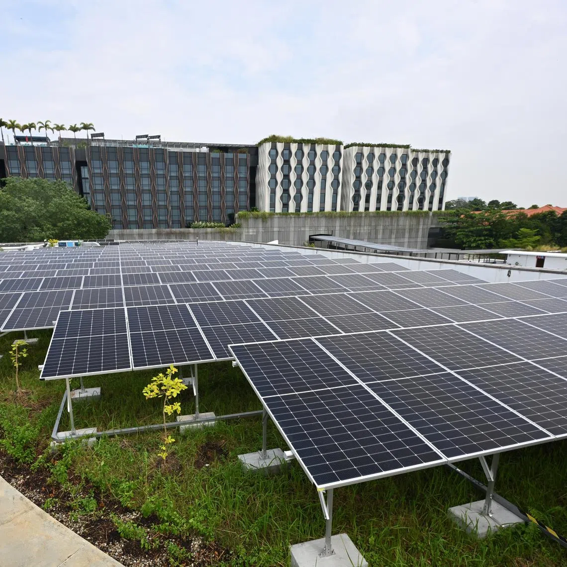 ST20231114-202342708742-Lim Yaohui-ctnsolar14/

Solar panels installed on the roof top of Palawan Kidz City on Nov 14, 2023.  

Sentosa Development Corporation (SDC)
announced its intention in June 2022 to launch a solarisation programme, as part of its continued commitment to make Sentosa a carbon-neutral tourism destination by 2030. Since then, it has embarked on a joint effort with five island businesses under the first phase of the programme, where solar panels have been deployed across a total of 46 locations under SDC, Mount Faber Leisure Group, Resorts World Sentosa, Capella Singapore, and ONEÁ15 Marina
 Sentosa Cove, as well as Big Tiny, which operates Tiny Away Escape @ Lazarus Island.  

Over 5.2 megawatt-peak (MWp) solar capacity has been installed, surpassing the original target of 3 MWp. The new capacity is expected to produce close to 6.6 gigawatt hours (GWh) of clean energy annually, and has the potential to achieve an overall reduction of more than 2,600 tonnes CO2e1 per year, equivalent to the carbon emissions generated by 97,700 hotel room nights. 

(ST PHOTO: LIM YAOHUI)