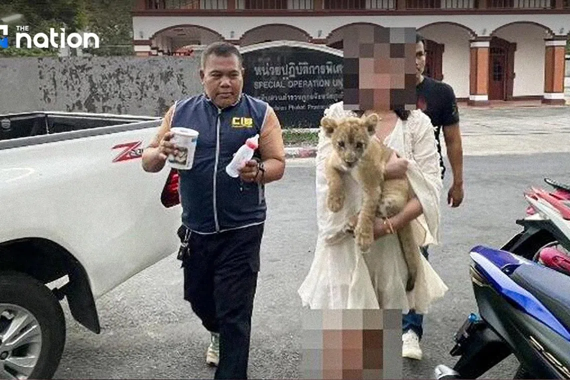 Cafe owner Chern Min admitted to buying the lion cub from Bangkok for 250,000 baht.
