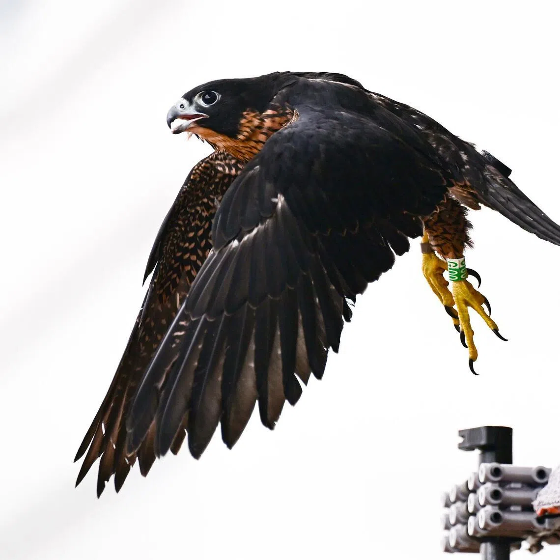 ST20260408-202617200881-Lim Yaohui-Letitia Chen-lcfalcon08/

The peregrine falcon chick released at OCBC Centre on April 8, 2026. 

It was found on the ground yesterday. 

(ST PHOTO: LIM YAOHUI)