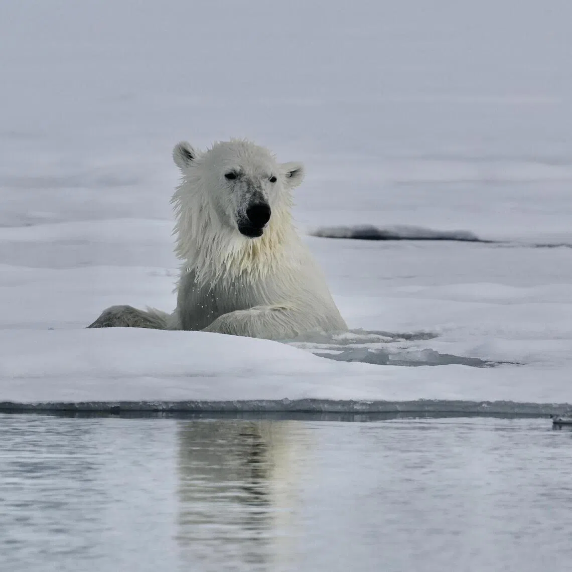 Samples taken from a polar bear and a walrus that had died in the Svalbard region in the Arctic tested positive for the H5N5 variant of the bird flu virus.