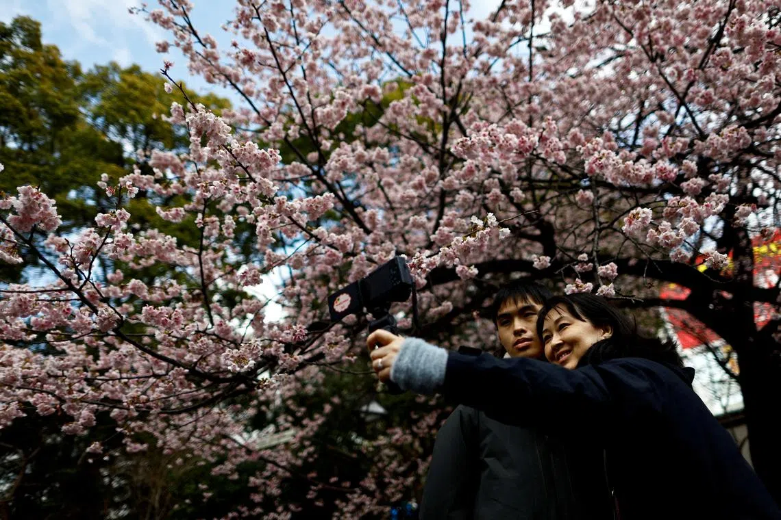 FILE PHOTO: Visitors take selfie photos under an early-flowering Ookanzakura cherry blossoms in full bloom at Ueno Park in Tokyo, Japan March 8, 2024. REUTERS/Issei Kato/File Photo