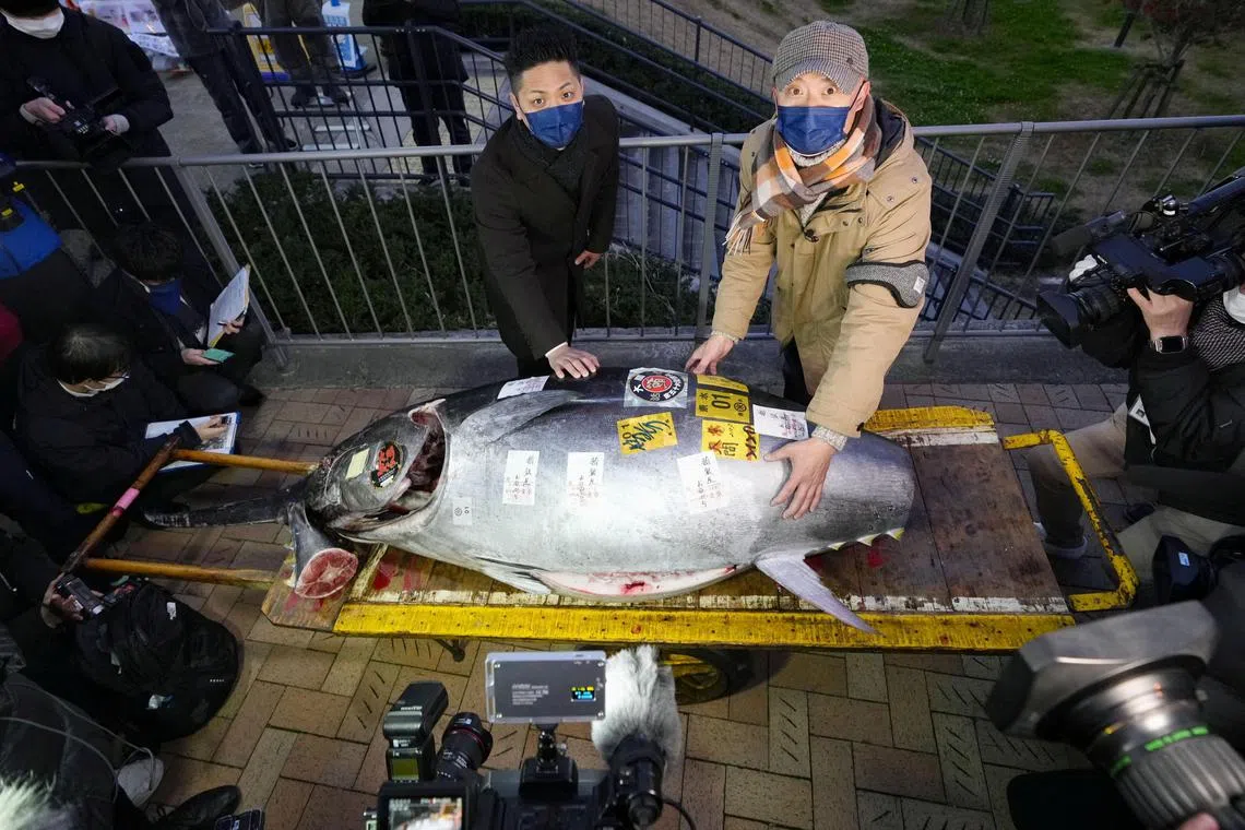 A 212-kilogram bluefin tuna that was auctioned for 36 million Japanese yen (about $273,000) is displayed after the first tuna auction of the New Year at Toyosu Market, in Tokyo, Japan, in this photo taken by Kyodo January 5, 2023. Kyodo/Handout via REUTERS ATTENTION EDITORS - THIS IMAGE WAS PROVIDED BY A THIRD PARTY. MANDATORY CREDIT. JAPAN OUT. NO COMMERCIAL OR EDITORIAL SALES IN JAPAN.