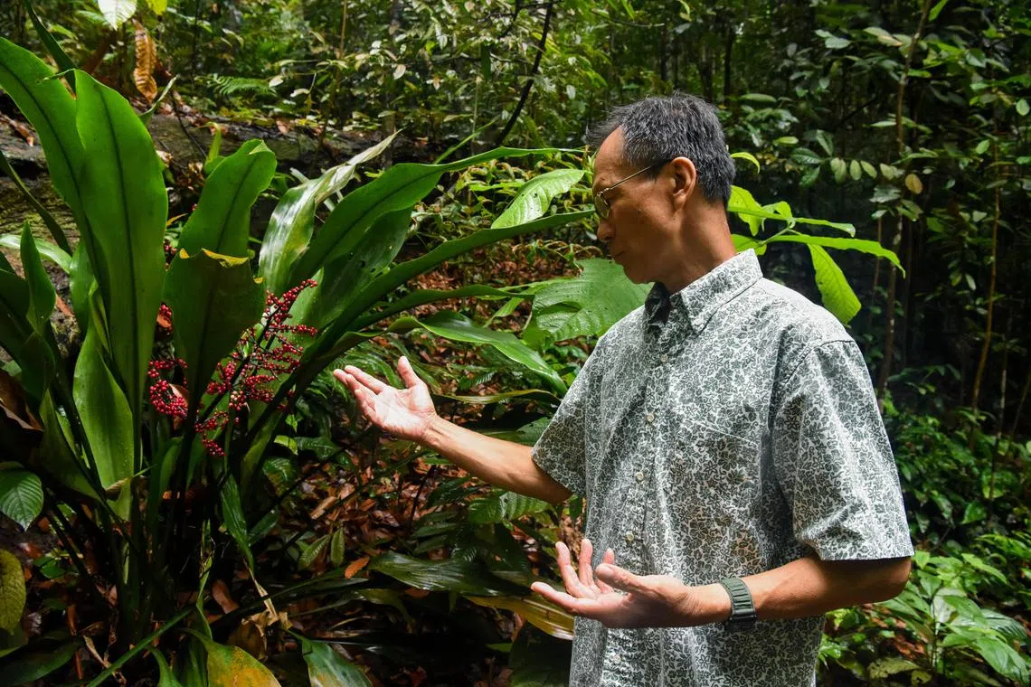 ST20230618_202341246127-Eugene Tan-Lynda Hong-lhshawnlum18/ 

Former president of Nature Society (Singapore) Shawn Lum, 60, observing a Hanguana rubinea, unique to Singapore, at Bukit Timah Nature Reserve on June 18, 2023./ 

(ST PHOTO: EUGENE TAN)