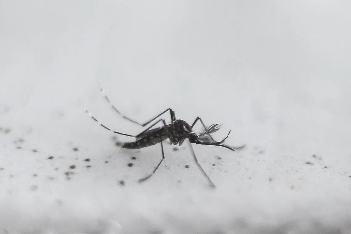 (FILES) View a transgenic Aedes aegypti OX513A mosquito, created by Oxitec, in Piracicaba, Sao Paulo, Brazil on October 26, 2016. Tens of thousands of genetically modified mosquitos are being released every week in Djibouti as the tiny Horn of Africa state experiments with a new weapon against an unprecedented malaria surge.
In 2019, Abdoulilah Ahmed Abdi, health adviser to Djibouti's presidency, heard about a new invention being used primarily in Brazil against a dengue-carrying mosquito.
The so-called "Friendly" mosquito, created by British biotechnology firm Oxitec, is a genetically modified male that carries a protein ensuring its offspring will not survive.
Oxitec has released well over one billion GM mosquitos in Brazil and Florida in the United States, where it targets the dengue-carrying Aedes aegypti.
Its studies indicate it can reduce wild populations by 90 percent or more. (Photo by Miguel SCHINCARIOL / AFP)