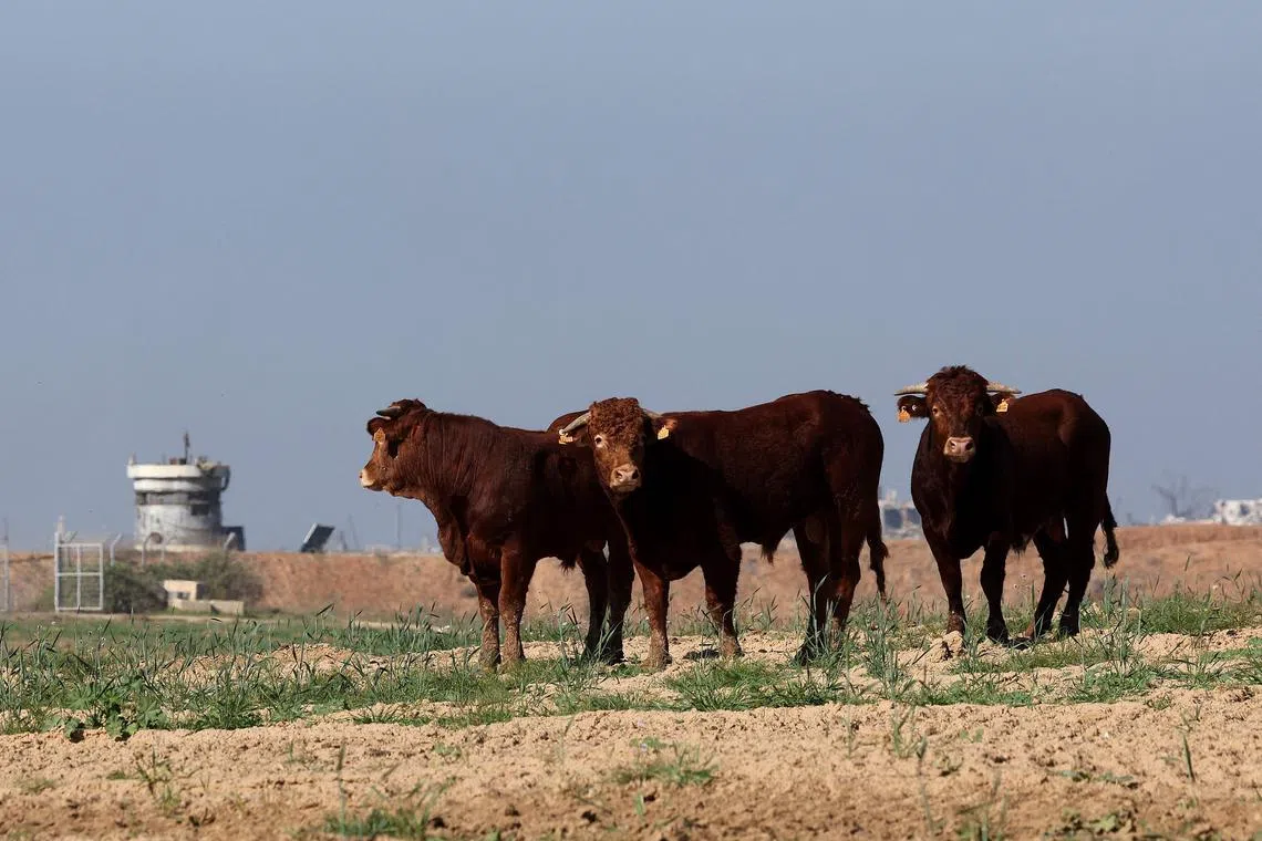 The barley was intended to feed milk-producing cows. It is not known if the cows were still alive.