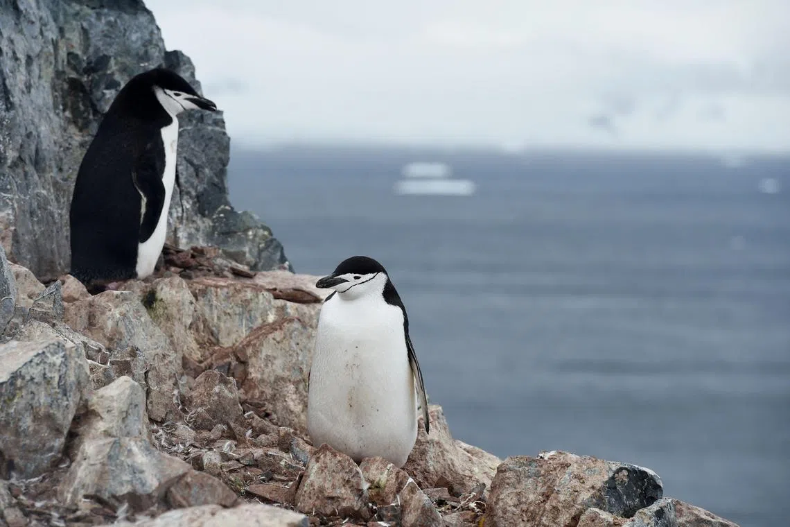 The penguins might have evolved this trait because of their need to remain constantly vigilant, according to a new study.