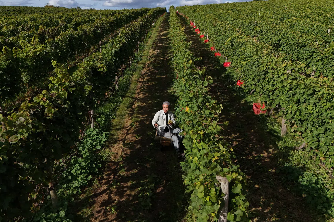 A drone view shows Yuichi Hirotsu, 45, harvest Kerner grapes at his Hirotsu Vineyard, managed by the Hirotsu family producing Pinot Noir, Kerner and other grapes for wine produced by Grande Polaire, in Yoichi on Japan's northernmost island of Hokkaido, Japan October 6, 2025.  REUTERS/Issei Kato