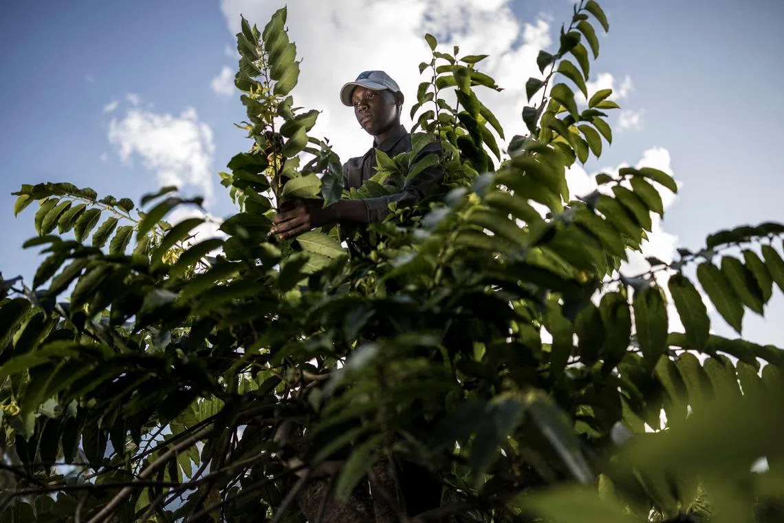 A worker perched on a treetop collects ylang-ylang at a flower field in Bambao Mtsanga, on July 22, 2025. The majority of the country's approximately 10,000 producers of ylang-ylang, the pricey flower sought after by perfumers around the world of which the Comoros has long been the world leader, are located in this territory. Wood remains the least expensive source of energy to this day but Comoros lost 80% of our natural forests between 1995 and 2014. The phenomenon of deforestation is intensified by very strong demographic pressure. Farmers are looking for arable land for their activities. (Photo by MARCO LONGARI / AFP)