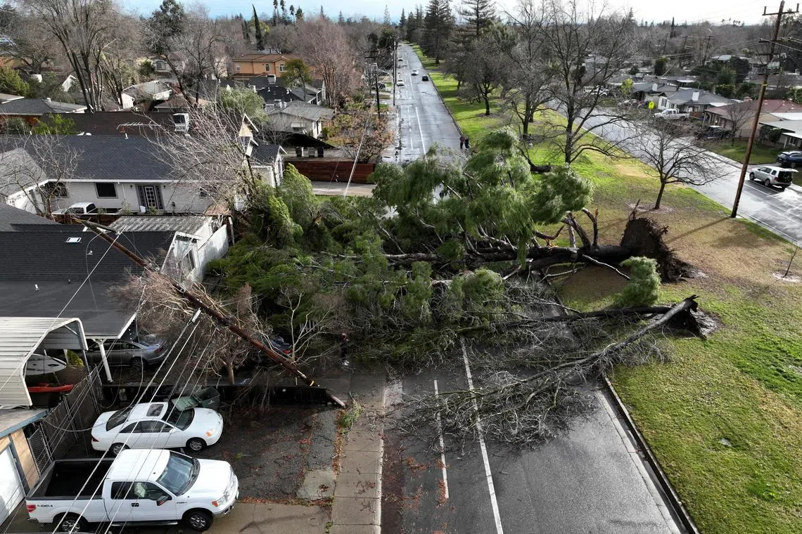 A drone view of a tree that fell during a winter storm with high winds in Sacramento, California, U.S. January 8, 2023.  REUTERS/Fred Greaves