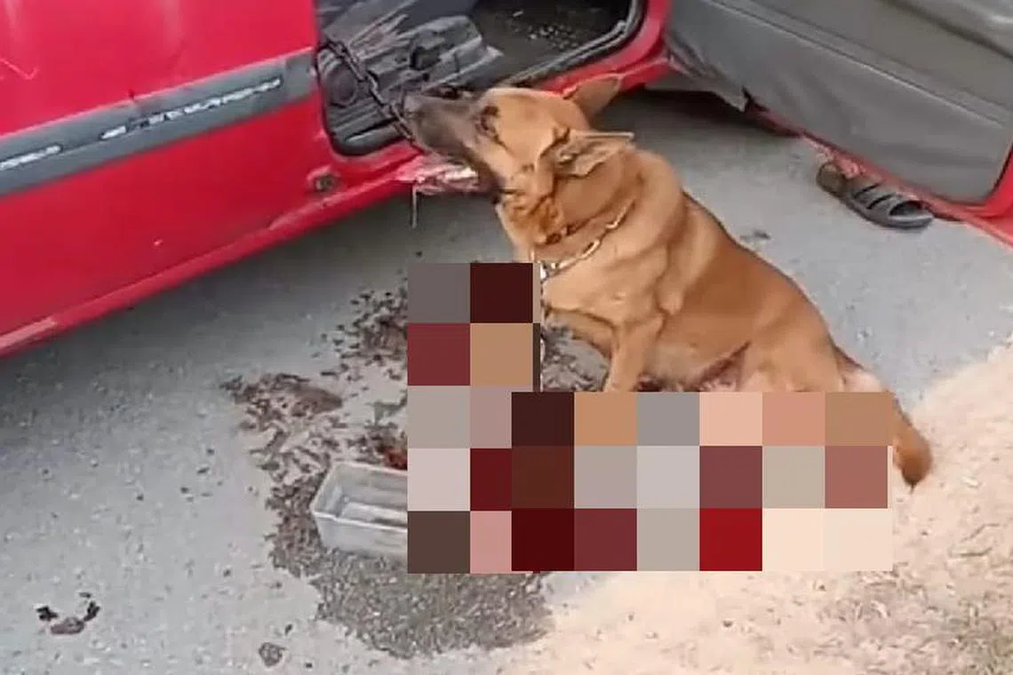 Poultry farm owner Rajes Donarow said the dog's paws were bleeding and the canine had collapsed. 
