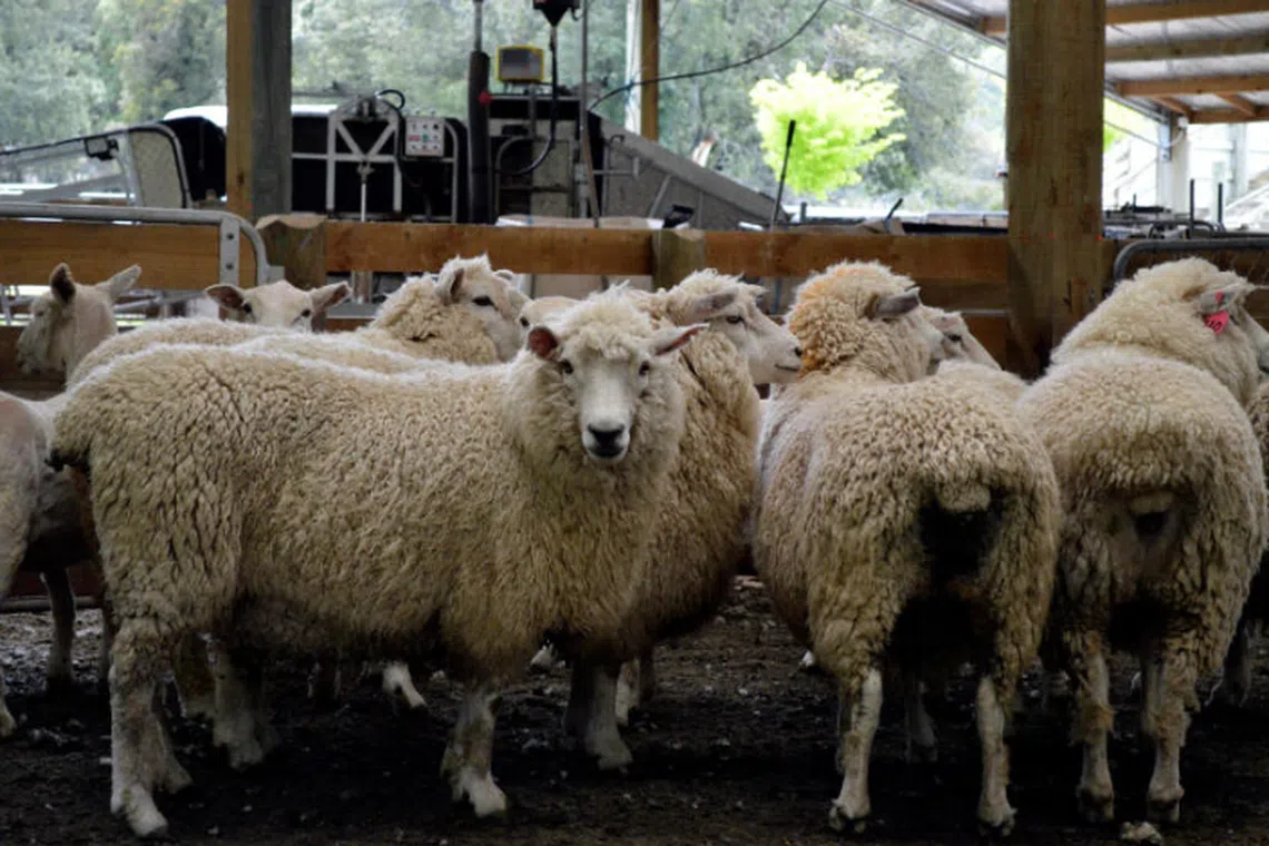 Farming remains key sector in New Zealand, with five times as many sheep as people.