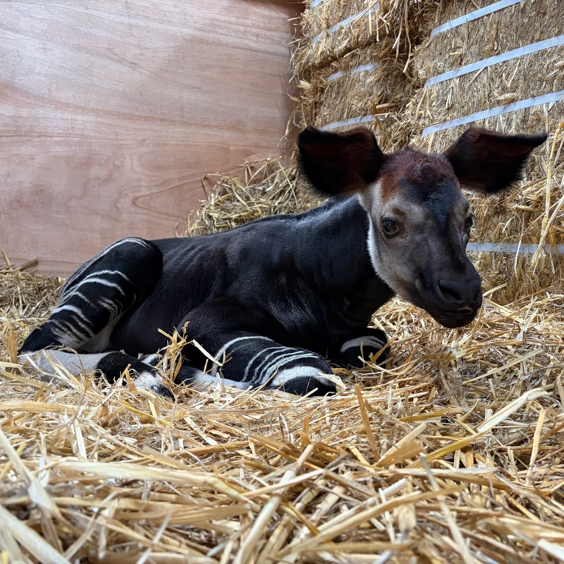 The male okapi calf was born to first-time parents Kisala and Xandor on July 27.