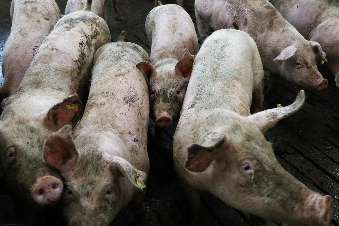 Simultaneous outbreaks of all three diseases had not been seen between 2019, when African swine fever was first confirmed in South Korea, and 2024.