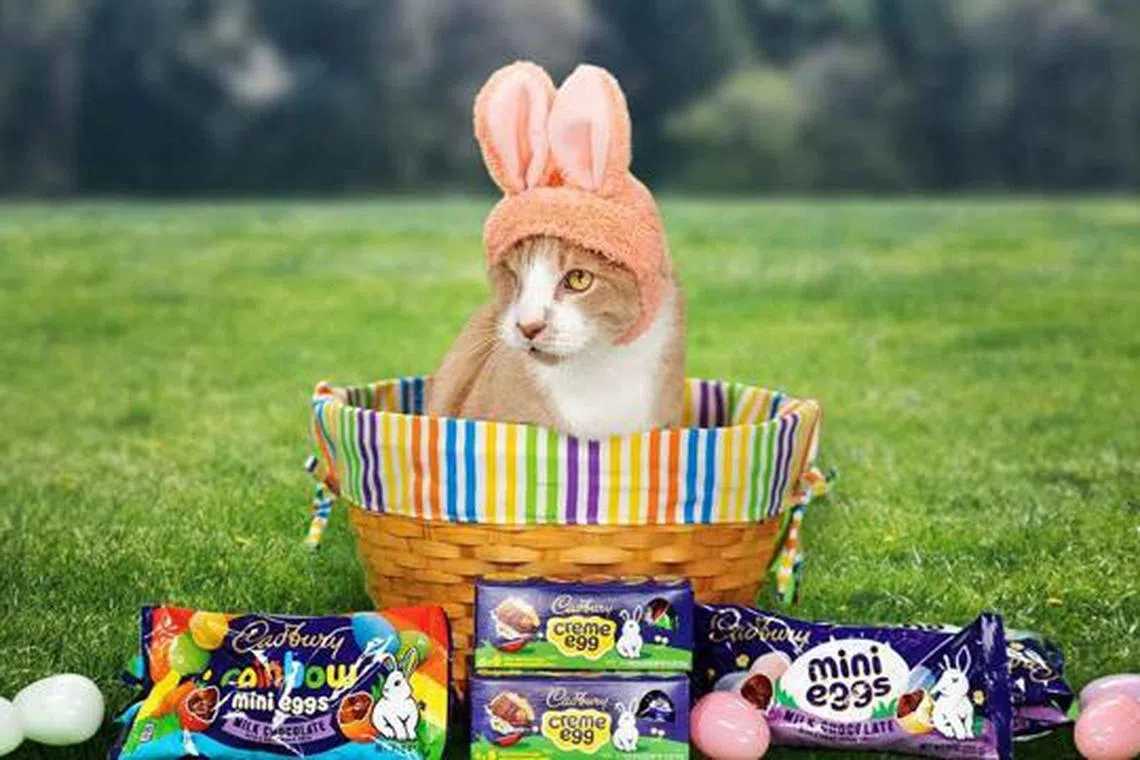 Crash, an 8-year-old tabby, gets US$5,000 (S$6,644) in cash prize for himself and another US$5,000 for the "shelter of his choice".