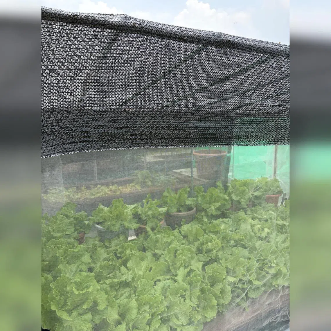 Proper shade will prevent water loss, sunburn and wilting in hot, dry weather.