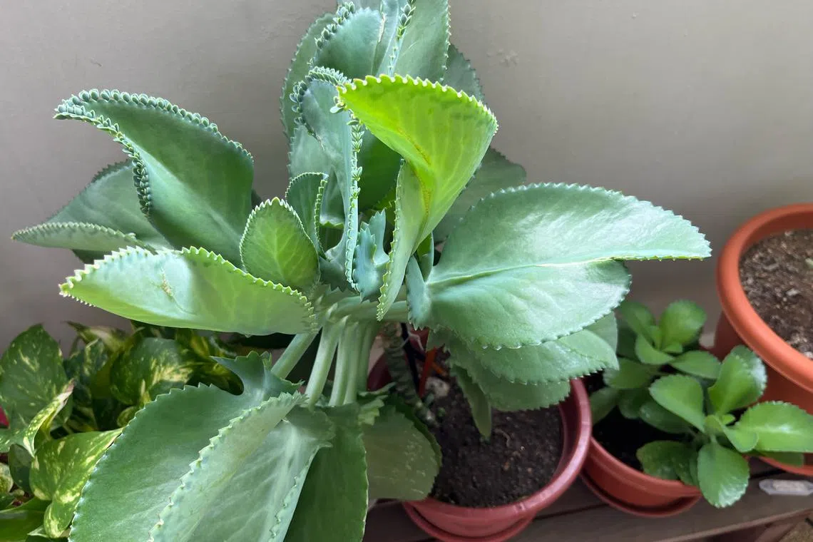 The Mother-of-Millions is a succulent that needs at least six hours of sunlight a day.