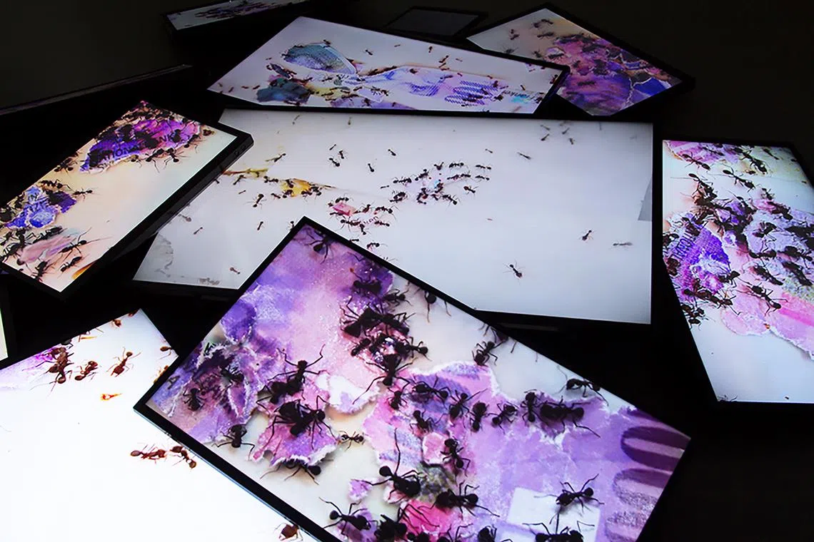 Thousands 2 by Ursula Palla documents the eating of money notes by a colony of ants.