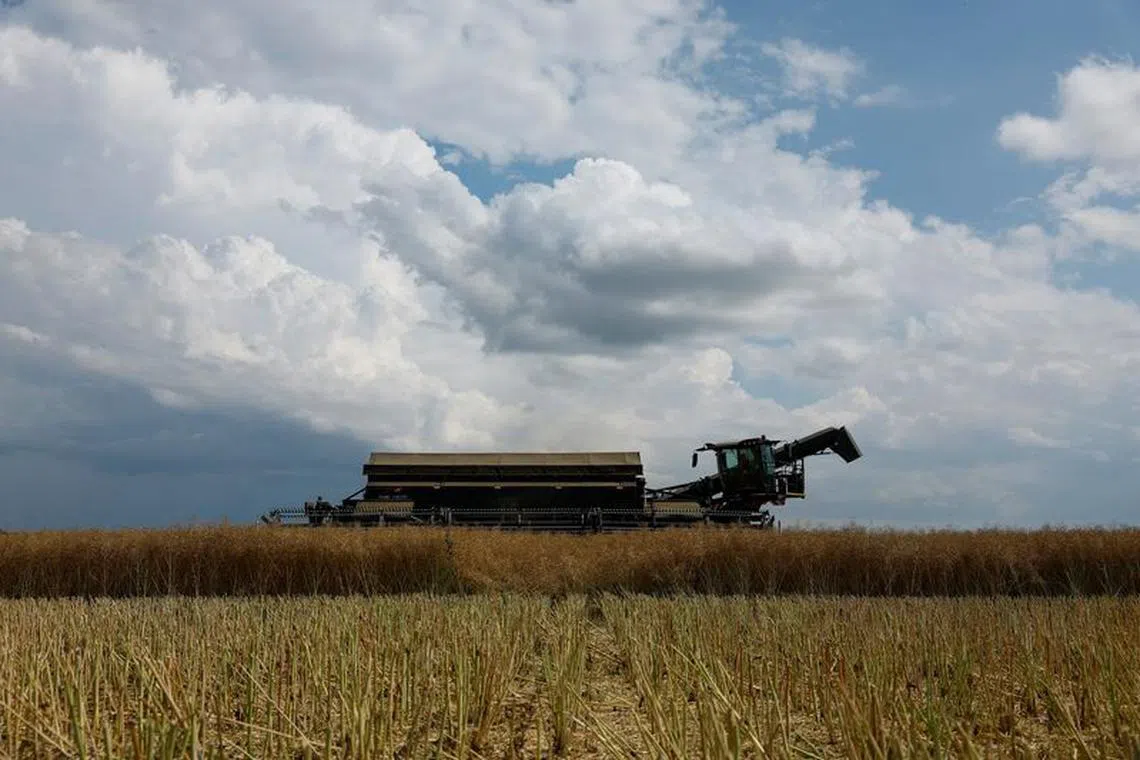 Agricultural worker Artem Nechai operates a combine during a rapeseed harvesting in a field near the village Kyshchentsi, amid Russia's attack on Ukraine, in Cherkasy region, Ukraine July 18, 2023.  REUTERS/Valentyn Ogirenko/File Photo