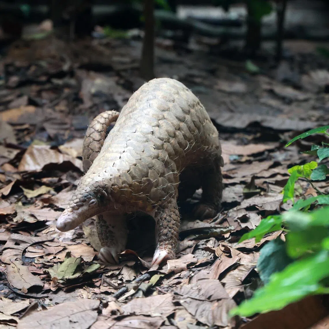 Pangolins face threats from poaching and the illegal wildlife trade, with demand for their body parts and derivatives driving exploitation and threatening the species’ survival in its natural habitat.