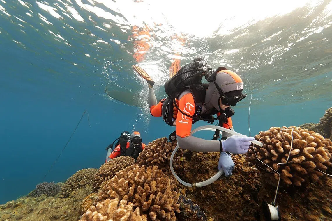 Study reveals untapped potential of coral reefs as nature’s pharmacy