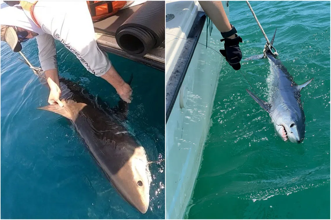 Sharks are tagged to collect data that may provide information on the intensity of hurricanes before they make landfall.