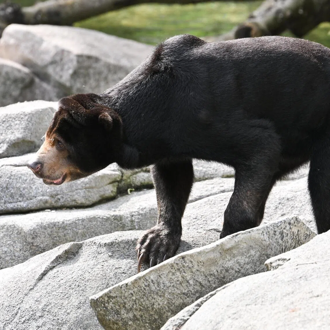 The sun bear is the world's smallest bear and is native to Indonesia and Malaysia.