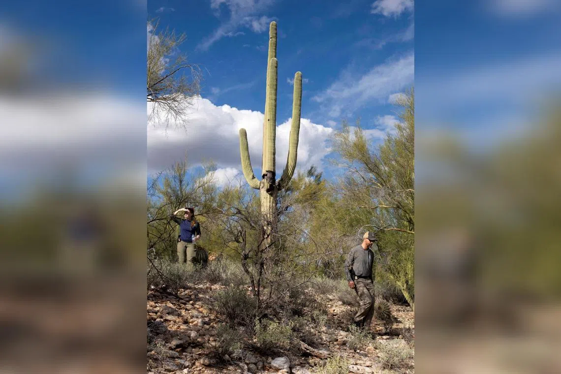 Investigators searching the edges of Nancy Guthrie's street in the Catalina Foothills on Feb 11 after the disappearance of US television journalist Savannah Guthrie's 84-year-old mother.