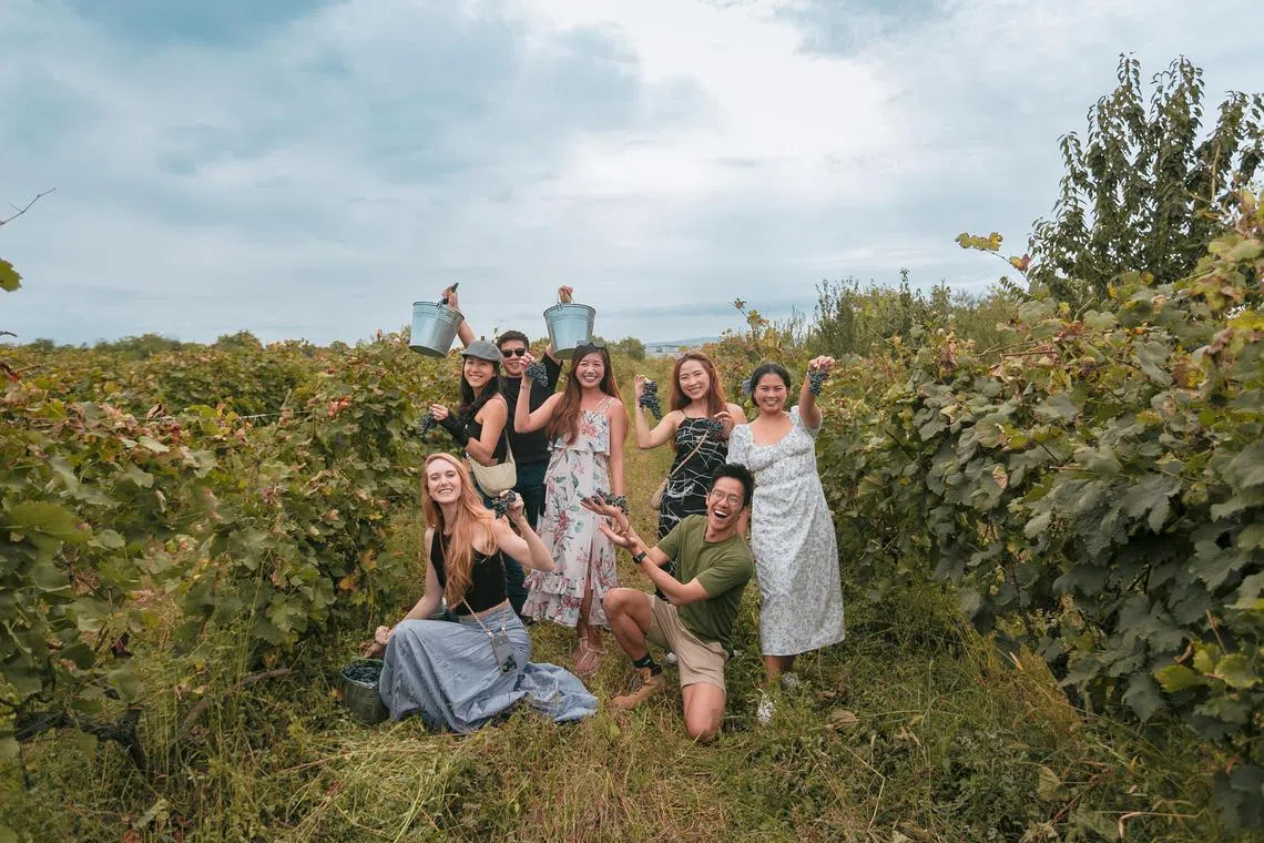 Participants on a Jambo Journeys tour in Georgia visit family-owned natural wineries, learn about the traditional winemaking process, and eventually harvest the wine themselves.