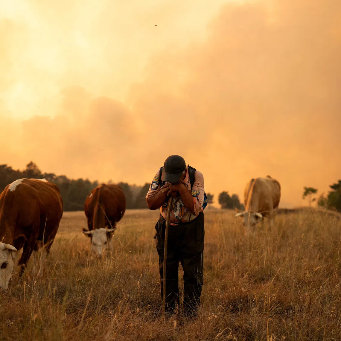 A man herds his cows as wildfire burns in Grebenac, near Deliblatska Pescara, Serbia, August 21, 2026.  REUTERS/Uros Arsic