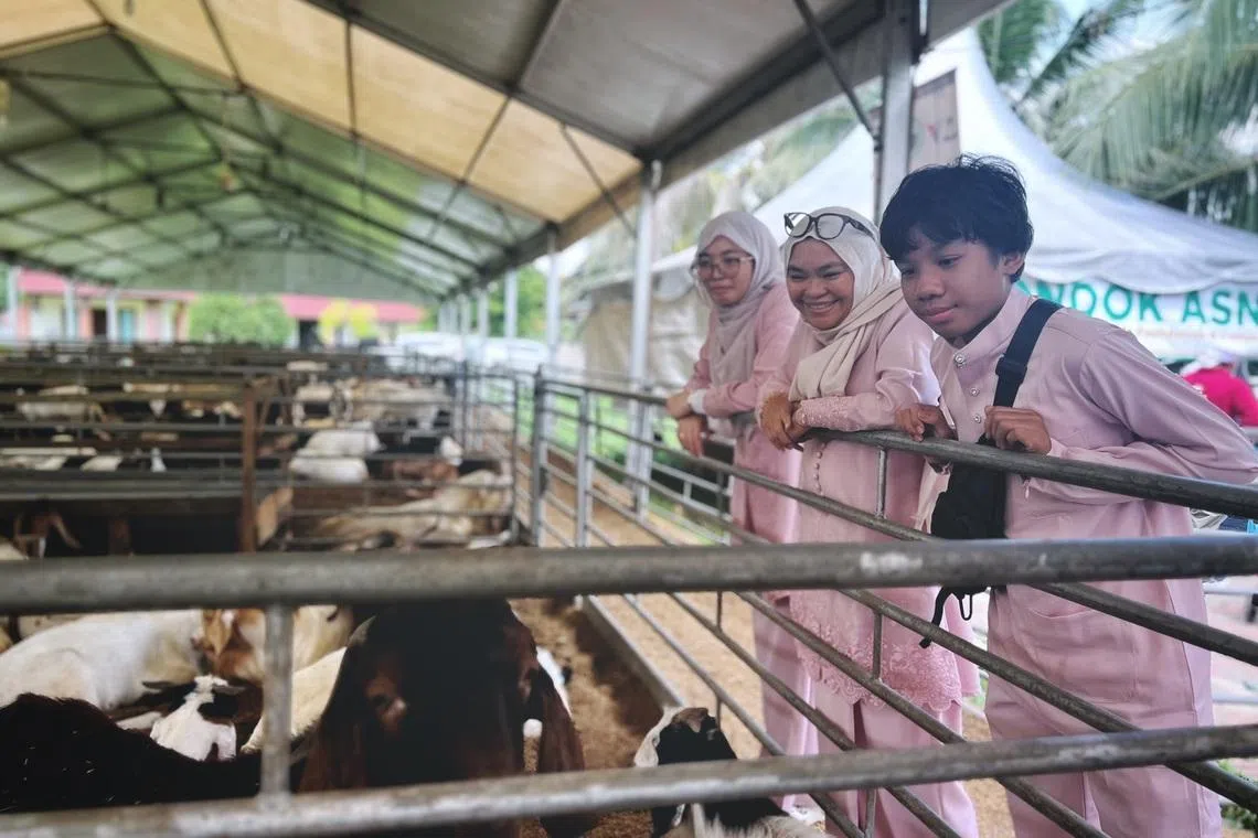 Singaporean korban participant Mdm Rozana Abdul Rahman (centre) and her two children checking out goats at Osman Goat Farm, in Johor Bahru, on May 27.