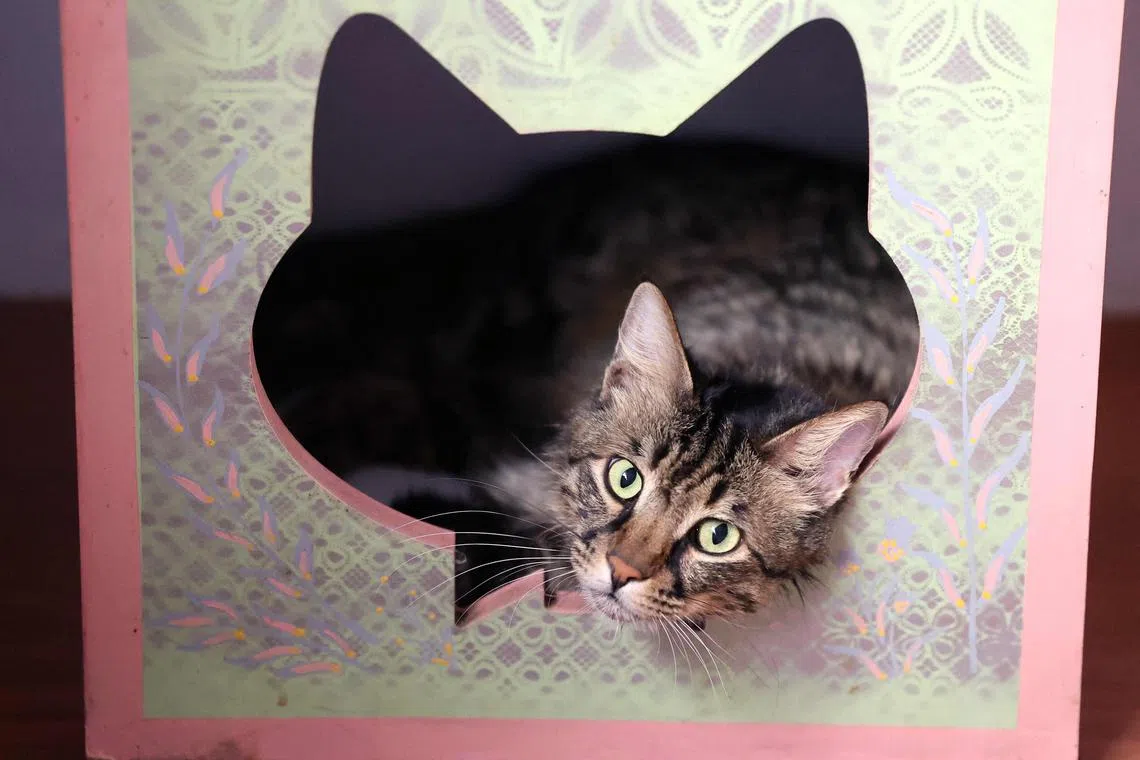 A cat rests at the "meowseum", a privately funded cat museum and cafe where some 30 friendly felines roam freely throughout the exhibition space, in Tehran, on May 30, 2023. (Photo by ATTA KENARE / AFP)