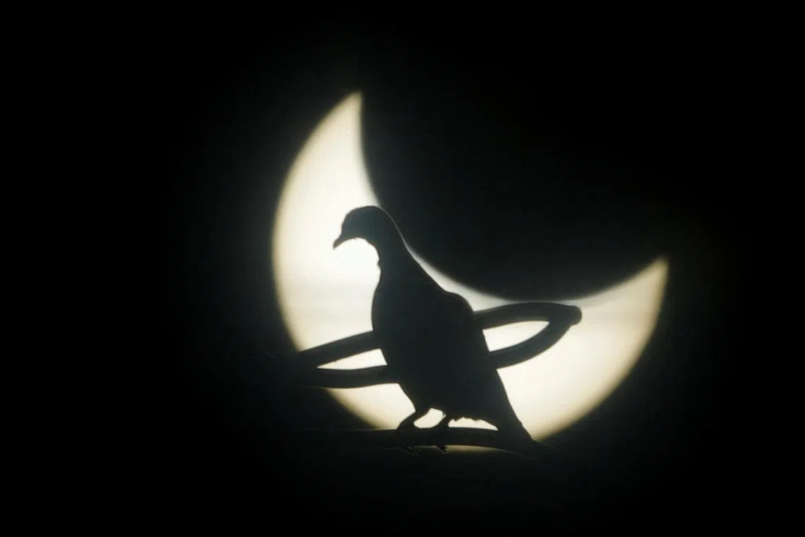 A dove stands on an electric power pole during the annular solar eclipse in Brasilia, Brazil, on Oct 14, 2023. 