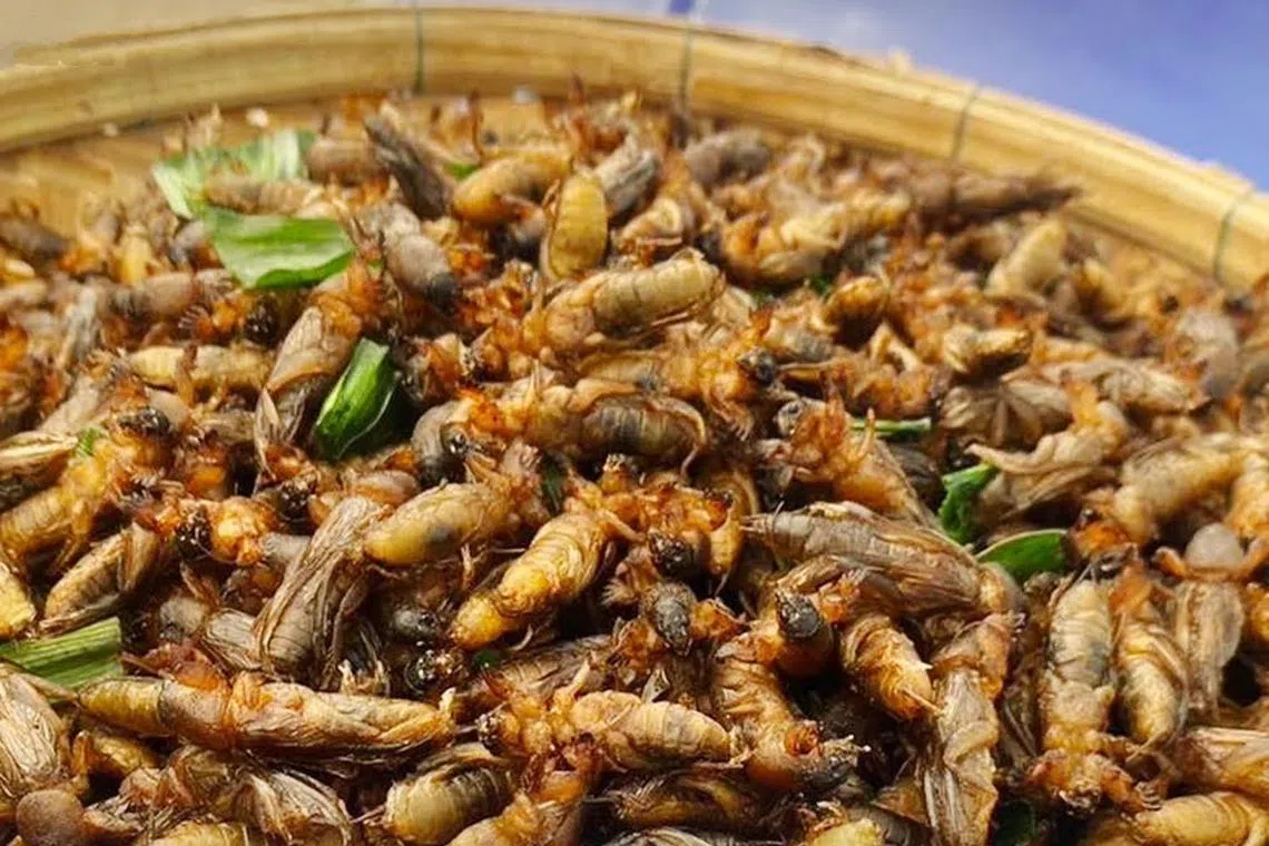 Thailand currently accounts for 6 per cent of the world’s total insect export value.