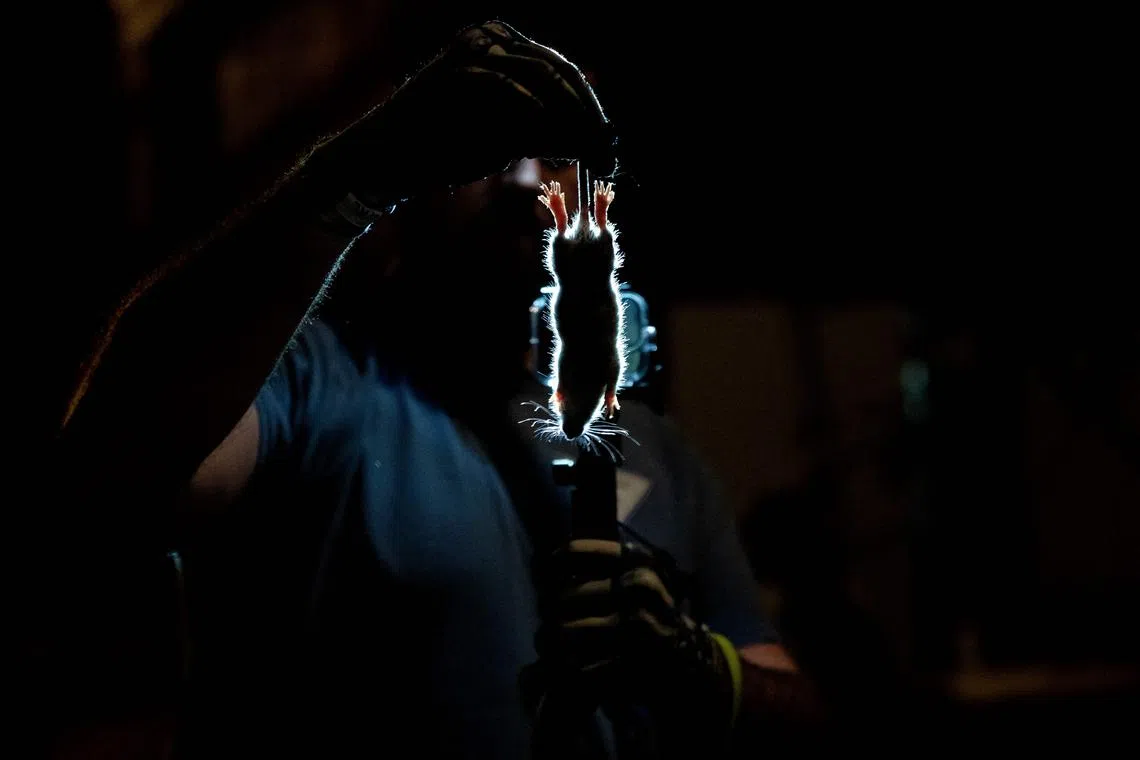A person holding up a rat that had been caught in the Adams Morgan neighborhood of Washington, DC, on June 3, 2023. 