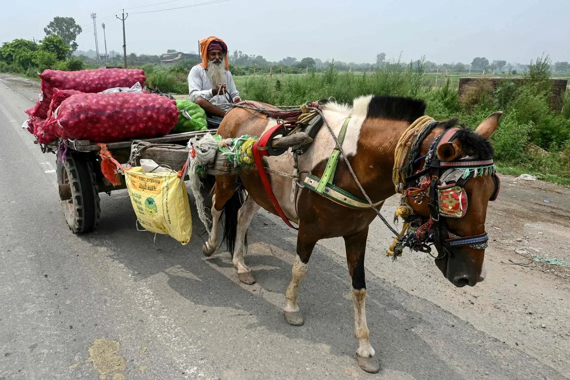 A man transports sacks of onions on a horse-drawn cart on the outskirts of Amritsar on July 5, 2025. New Delhi and Washington have been locked in multiple rounds of talks, with hopes for an interim pact to avert the 26 percent "reciprocal" tolls meted out to India. (Photo by Narinder NANU / AFP)