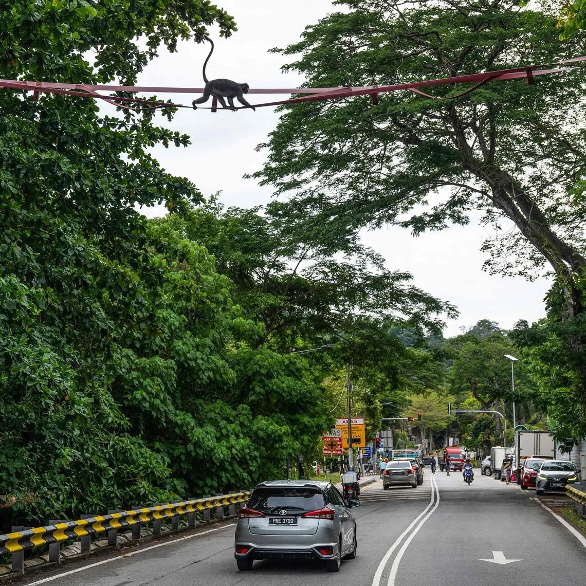 A dusky langur crossing an artificial canopy bridge called 'Numi's Crossing' as part of the Langur Project Penang, in the Tanjung Bungah area of George Town on Malaysia's Penang Island.