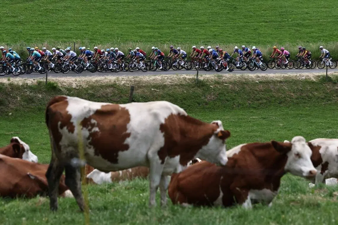 A pack of riders cycling past dairy cattle, during the 5th stage of the Tour Auvergne-Rhone-Alpes cycling race, near Villars-les-Dombes, central France, on June 11, 2026.