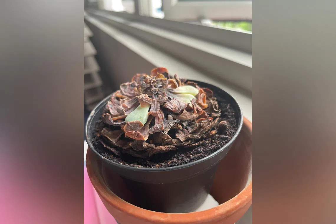 Without sunlight, rosette succulents will be prone to disease and infestations.