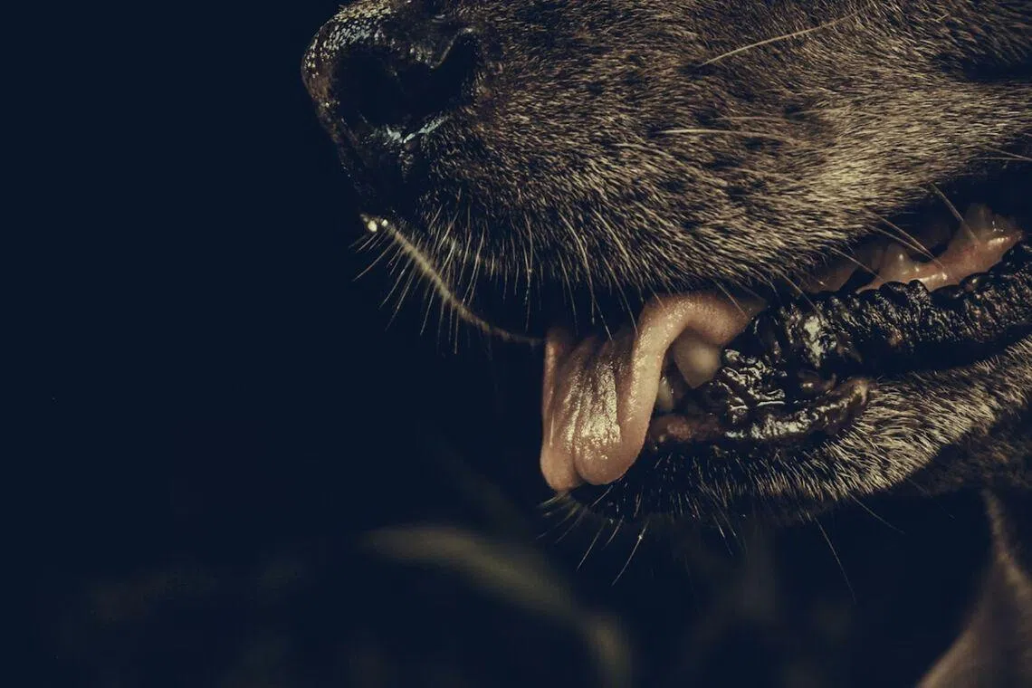 Thailand reports first rabies death of 2026 after man ignores puppy bite