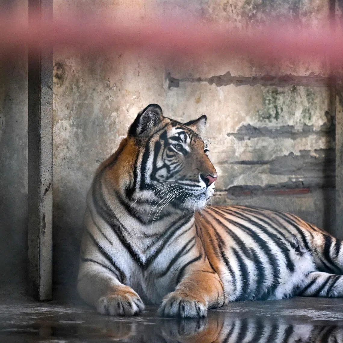 Tigers are so feared in Bangladesh's vast Sundarban mangroves that locals invoke spirits to protect against them.  