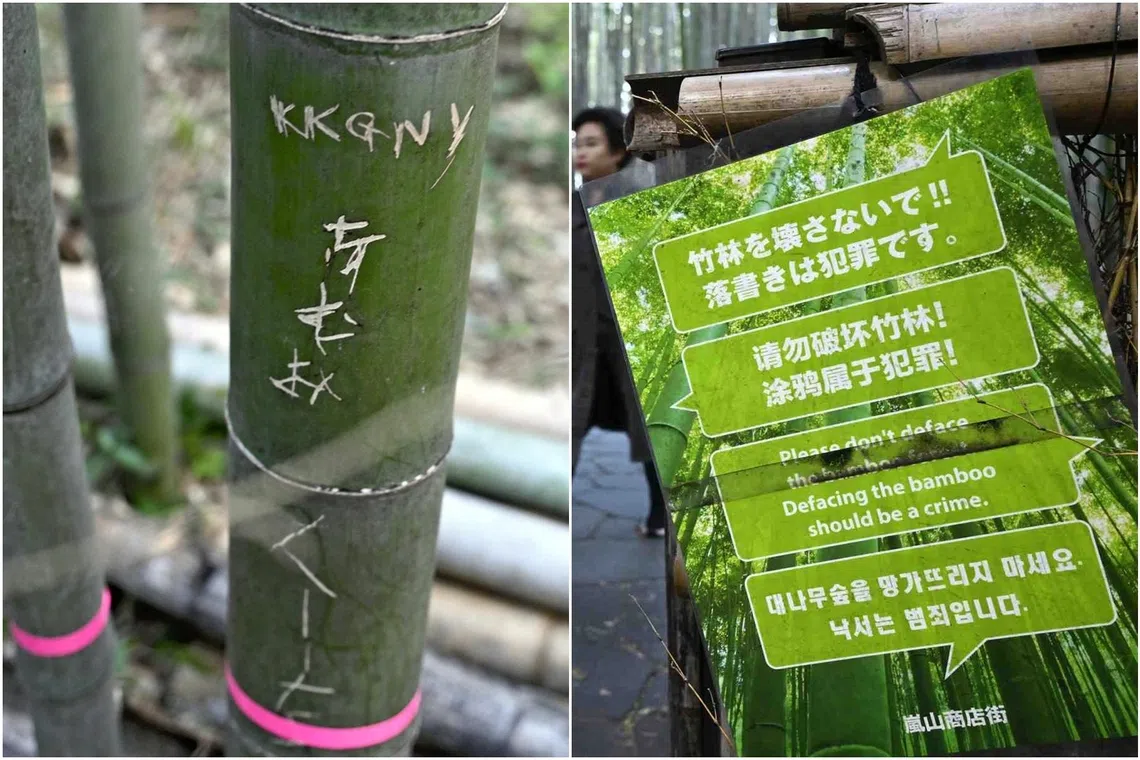 A city investigation found around 350 bamboo plants on the path have been damaged since spring this year.