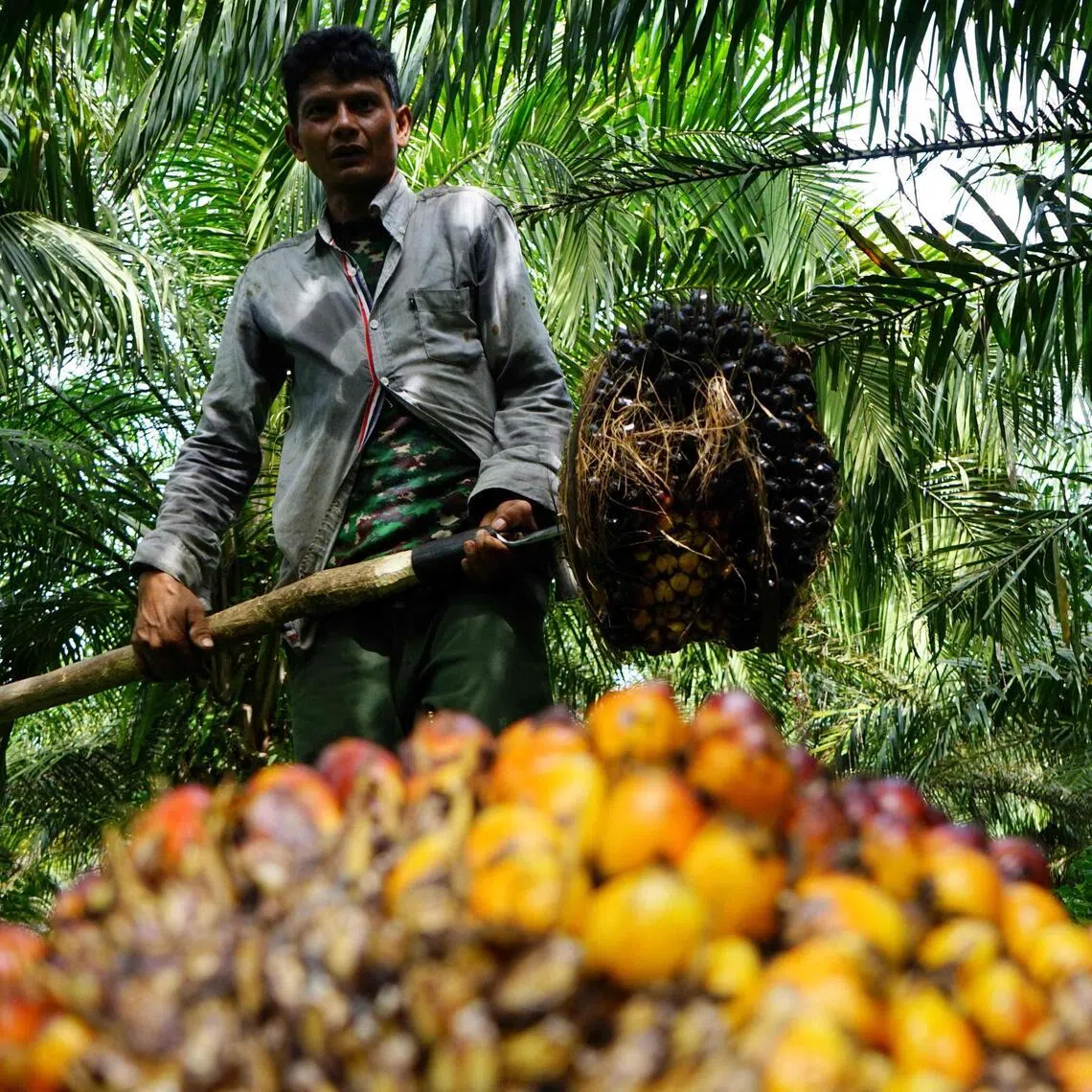 (FILES) A farmer harvests oil palm fruit at a plantation in Kuta Makmur, Aceh province on May 23, 2022. Indonesian palm oil companies are seeking new markets in Europe, Africa and the Middle East as they try to protect themselves from the impact of Donald Trump's trade war, a top industry executive told AFP. (Photo by AZWAR IPANK / AFP)
