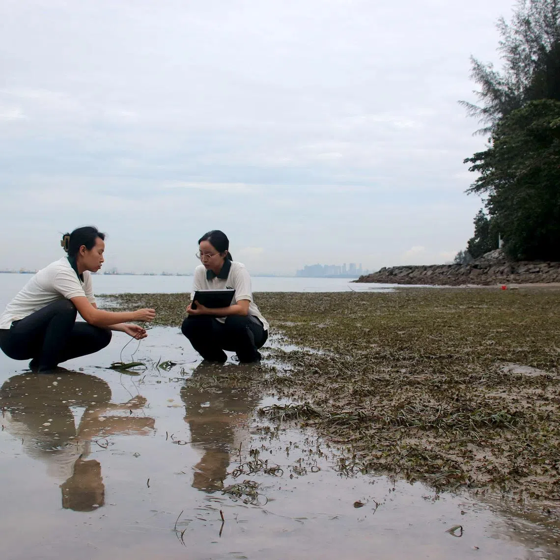 sbgrass27 - Researchers studying seagrass meadows. Credit: National Parks Board