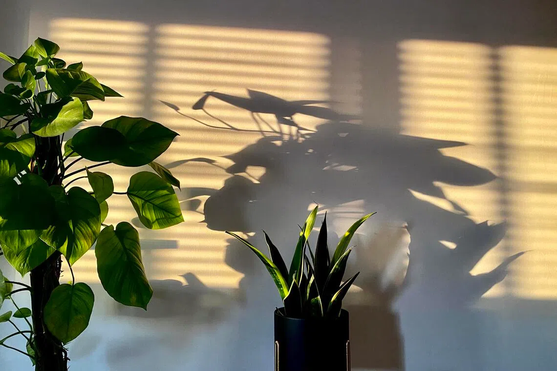 While plants may not be effective in purifying the air, caring for them can help ease the stress of dealing with the haze.