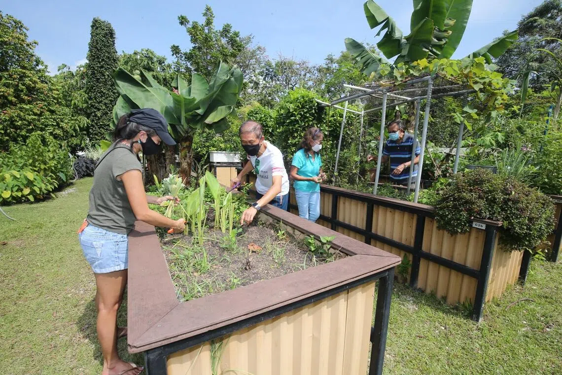Some of the plots available are in locations such as HortPark (91 plots), Punggol Waterway Park (84 plots) and Bishan-Ang Mo Kio Park (68 plots).