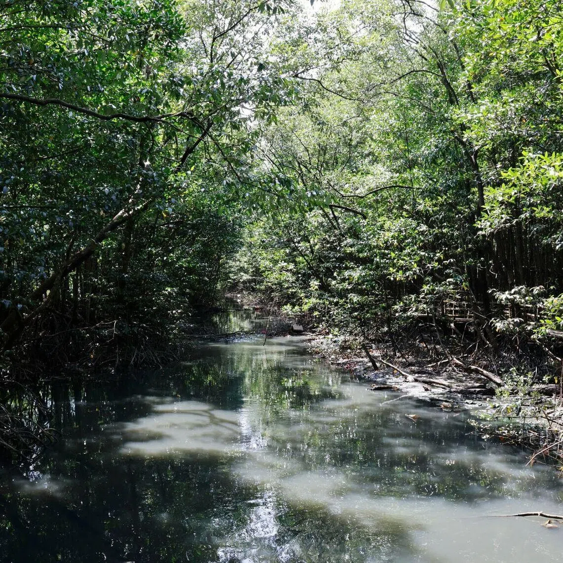 Malaysia's mangrove forests currently span 586,548ha, accounting for 3.26 per cent of the country's total forested area.