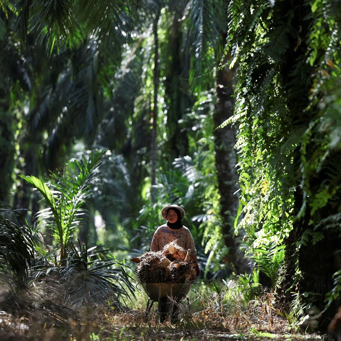 A worker pushes a wheelbarrow loaded with oil palm bunches at a plantation in Ijok, Malaysia May 14, 2025. REUTERS/Hasnoor Hussain     TPX IMAGES OF THE DAY     