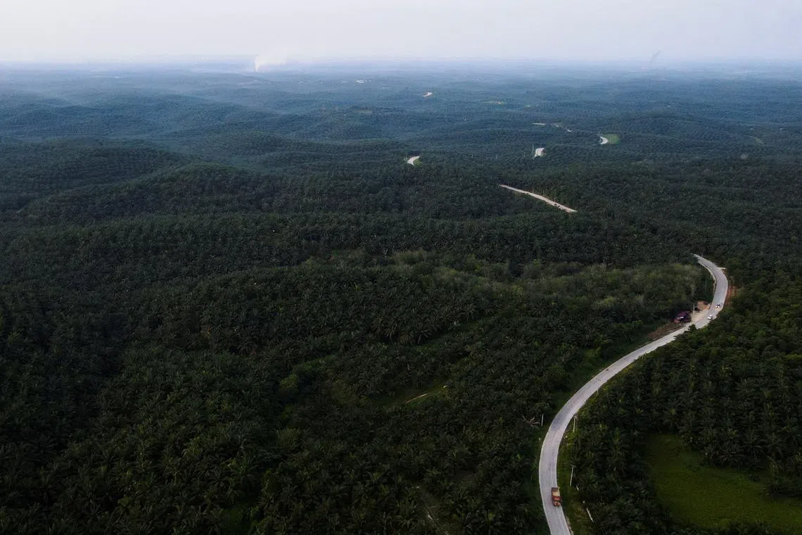 FILE PHOTO: General view of palm oil plantation in Siak regency, Riau province, Indonesia, April 26, 2022. Picture taken with a drone April 26, 2022. REUTERS/Willy Kurniawan/File Photo