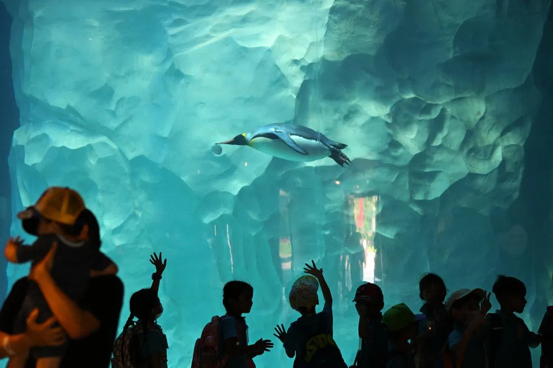 Visitors inside Ocean Network Express Penguin Cove as Bird Paradise celebrates it's opening on Nov 15.

