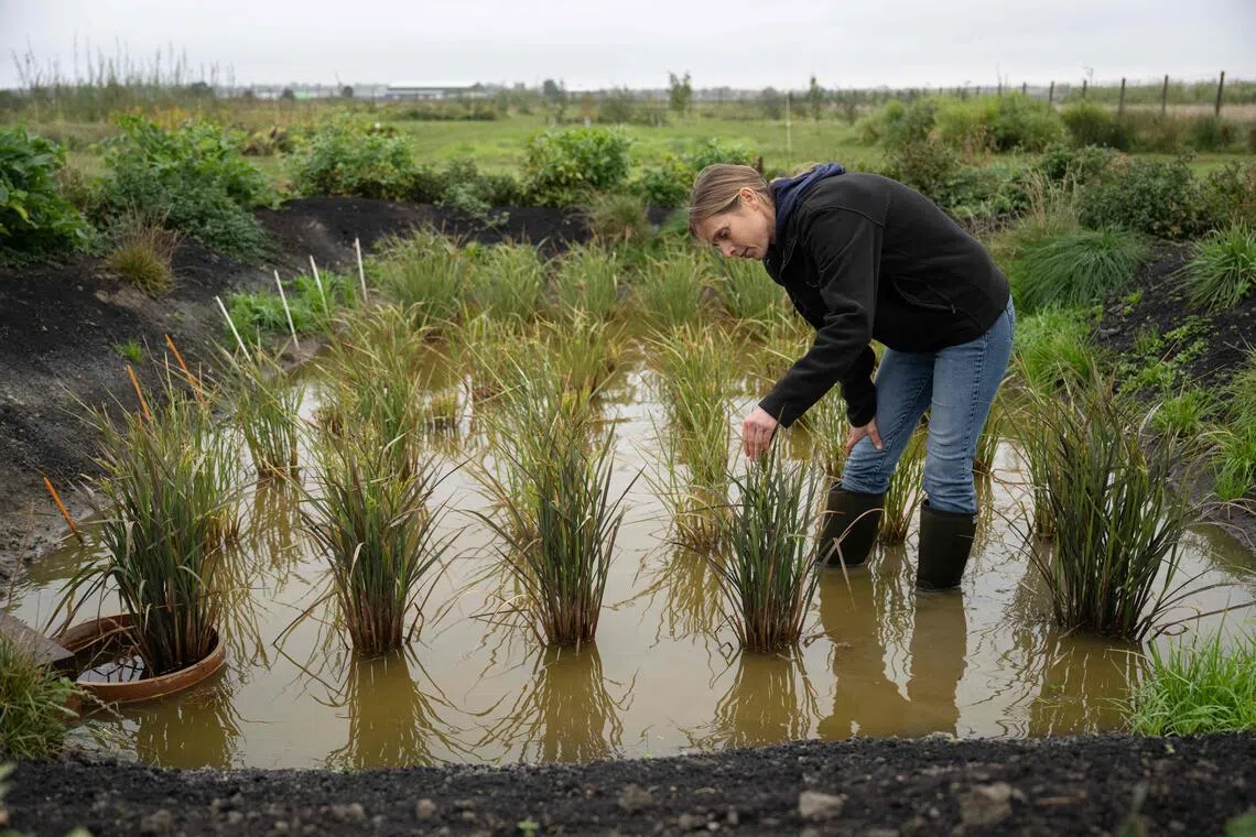 Dr Nadine Mitschunas, an ecologist at the UK Centre for Ecology and Hydrology, inspects a crop of various rice species being grown on a trial site in rewetted peat soils.